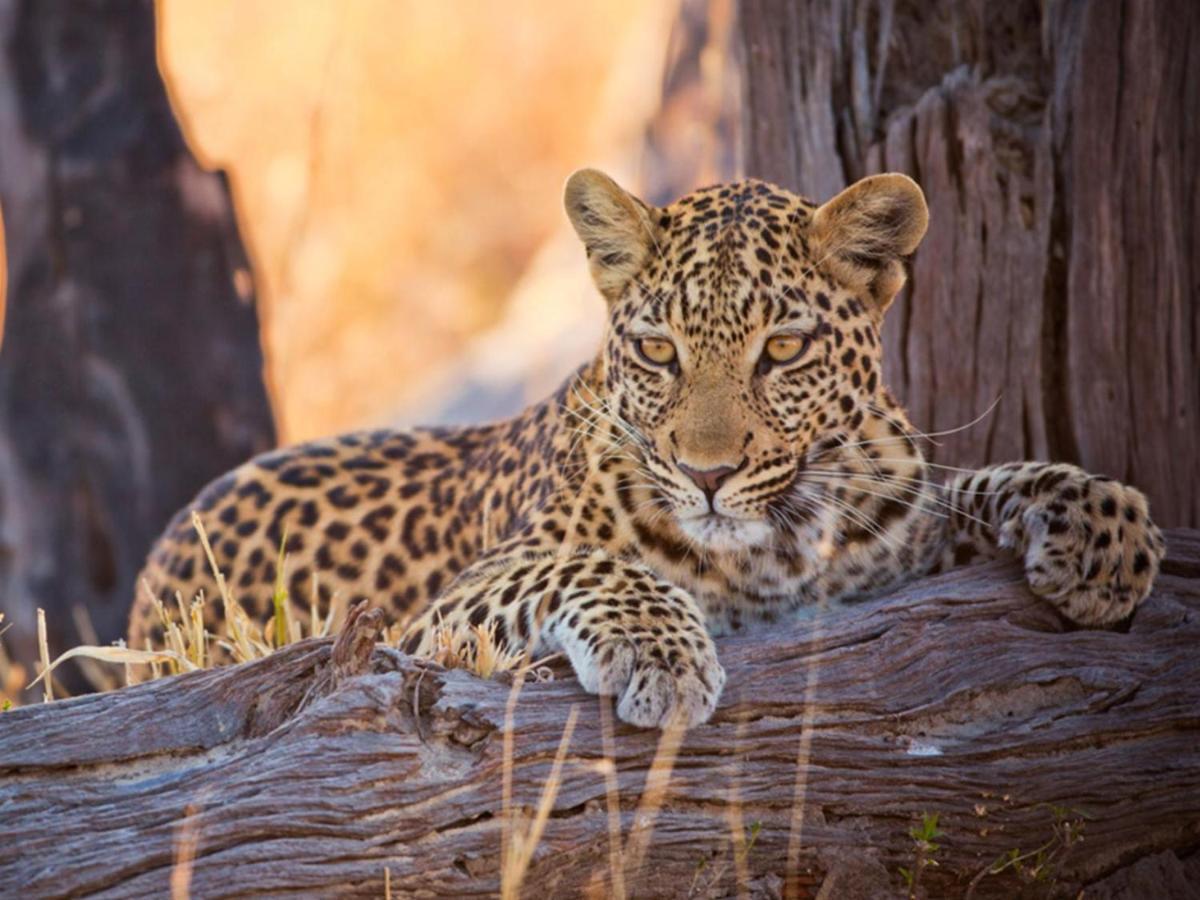 Imagine Africa Luxury Tented Camp Balule Game Reserve Exterior foto
