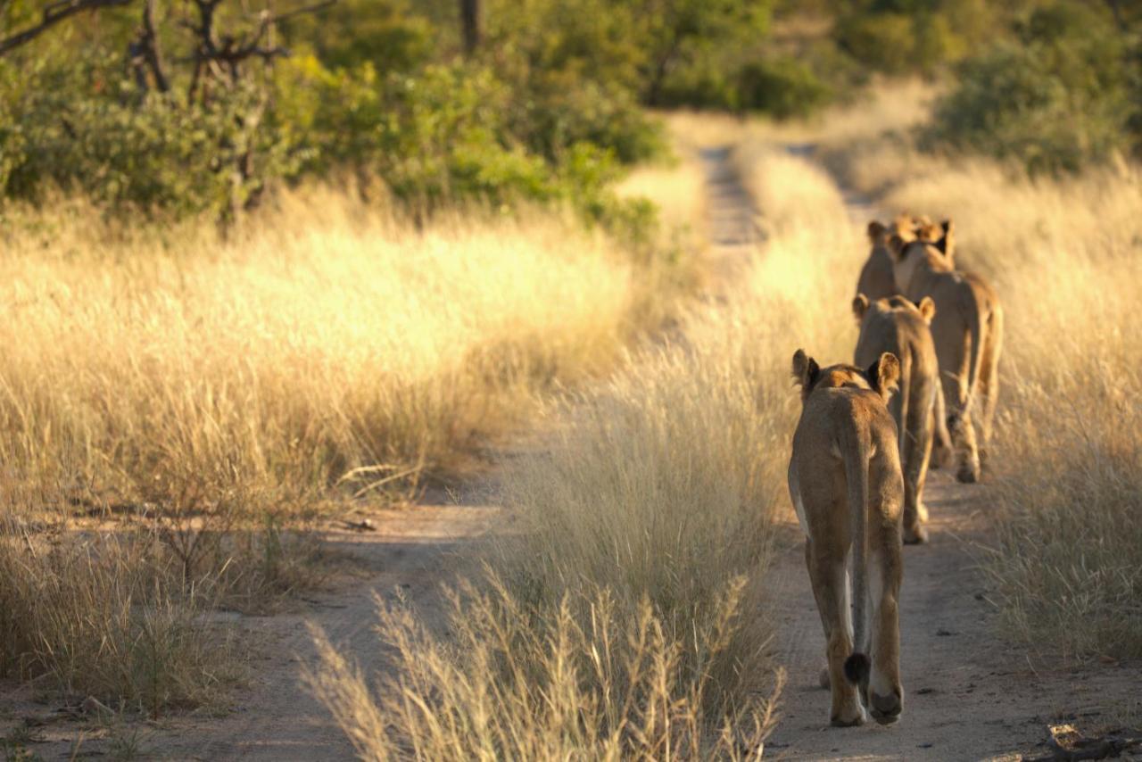 Imagine Africa Luxury Tented Camp Balule Game Reserve Exterior foto