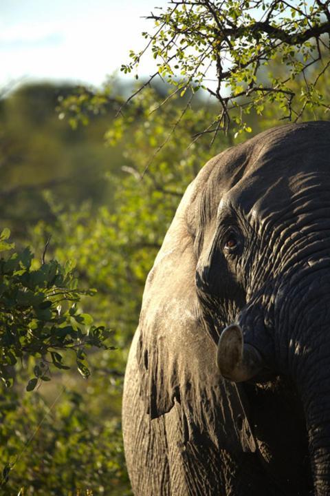 Imagine Africa Luxury Tented Camp Balule Game Reserve Exterior foto