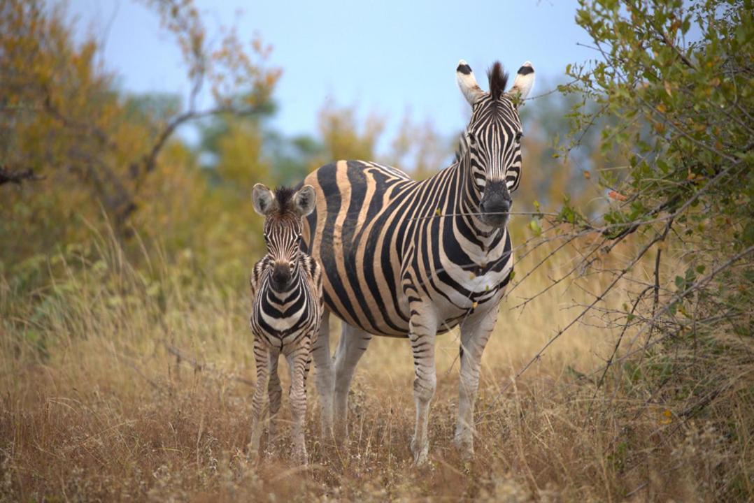 Imagine Africa Luxury Tented Camp Balule Game Reserve Exterior foto