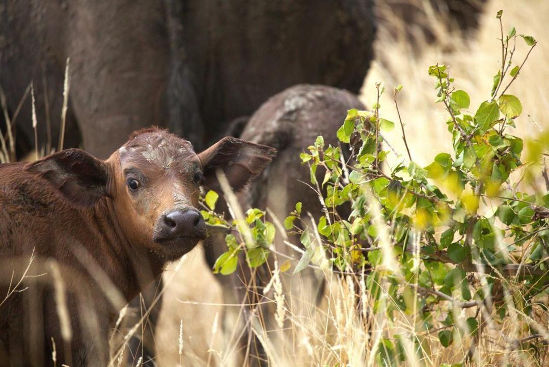 Imagine Africa Luxury Tented Camp Balule Game Reserve Exterior foto