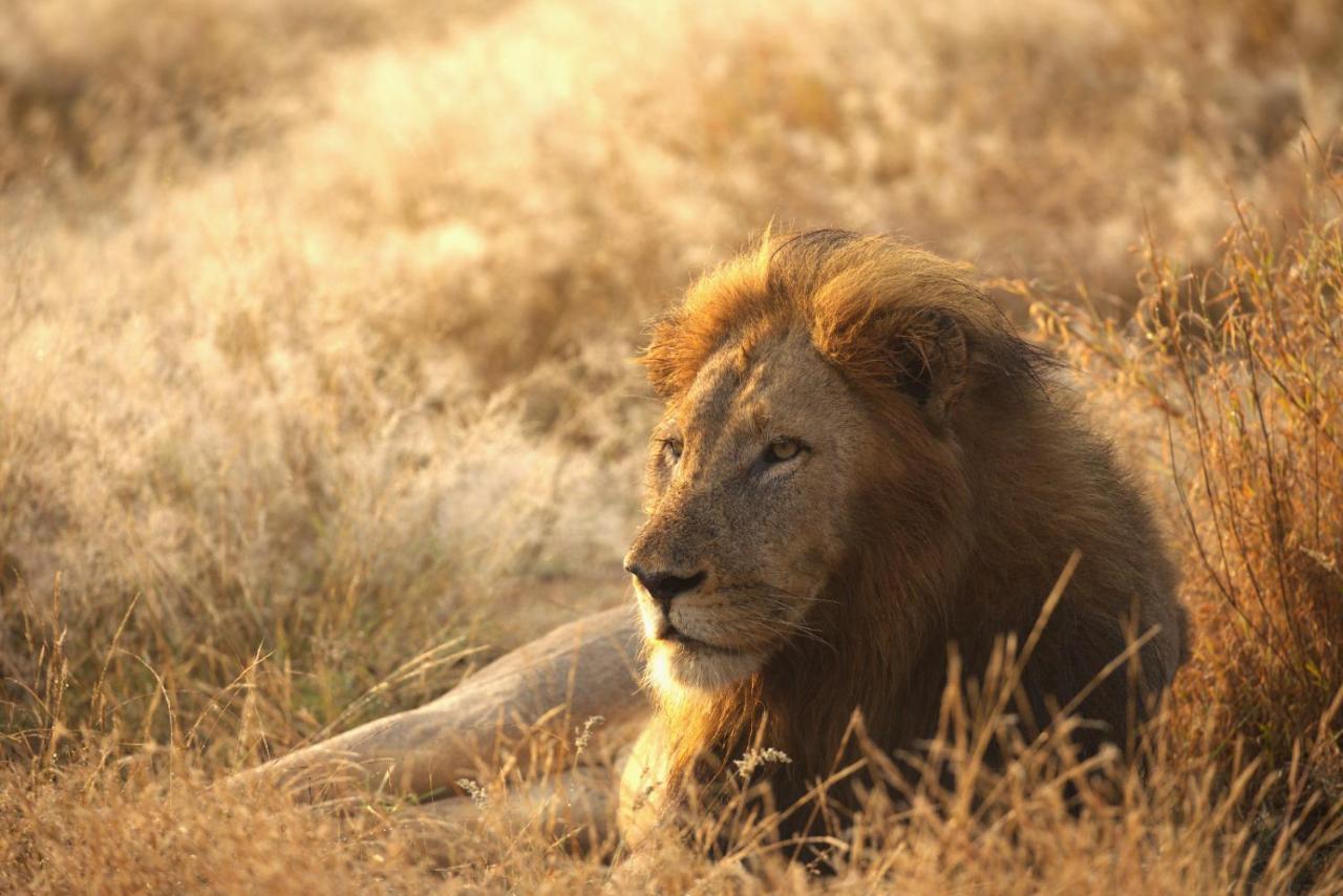 Imagine Africa Luxury Tented Camp Balule Game Reserve Exterior foto